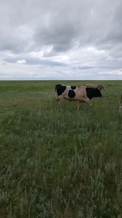 Продам крс оптом