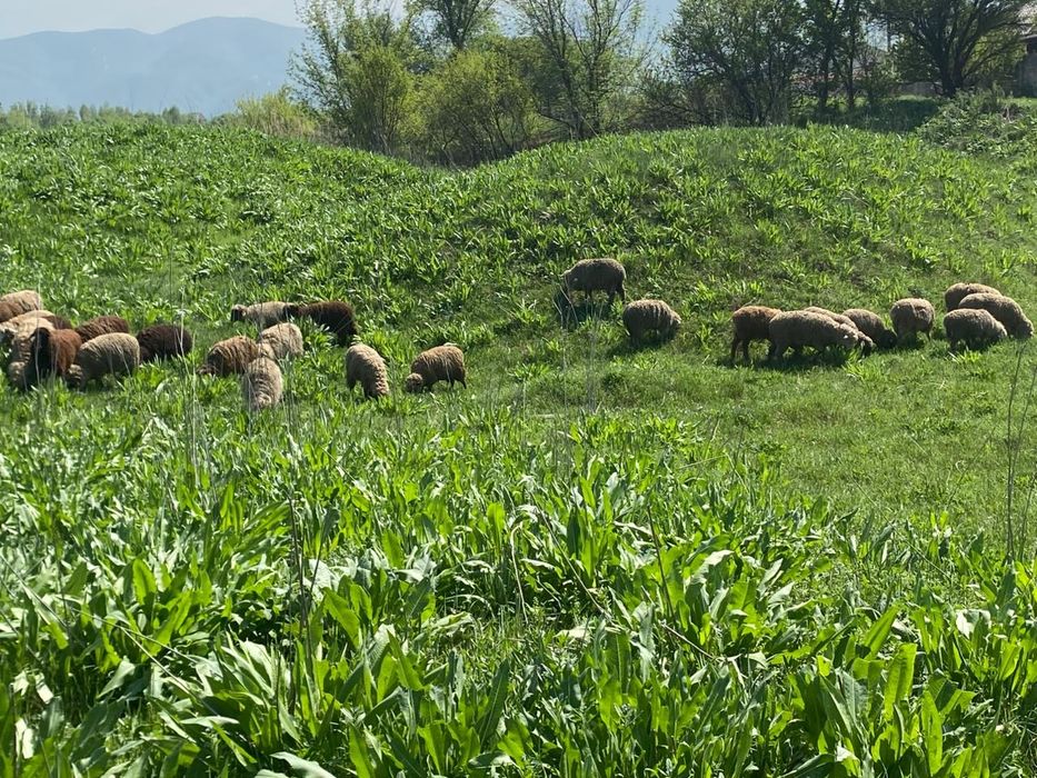 Тоқтылар сатылады