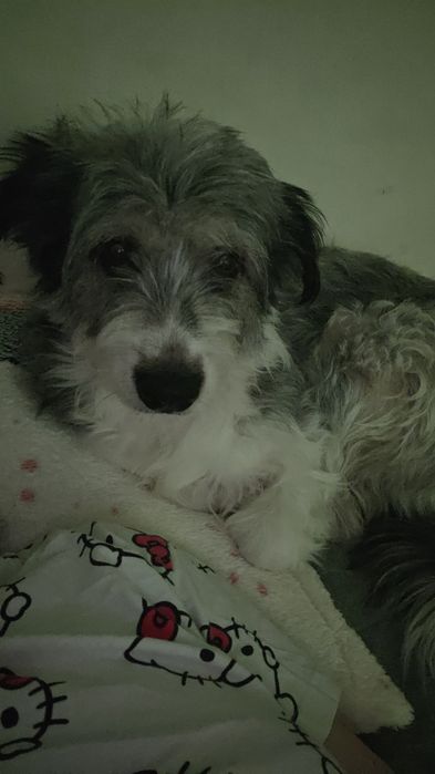 Dau spre adopție cățeluș si 2 pisicuțe