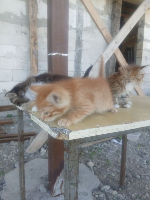 Отдам котят в добрые руки