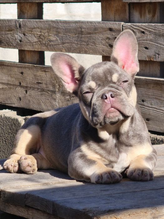 Шикарная девочка