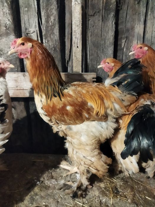 Петухи палевой Брамы