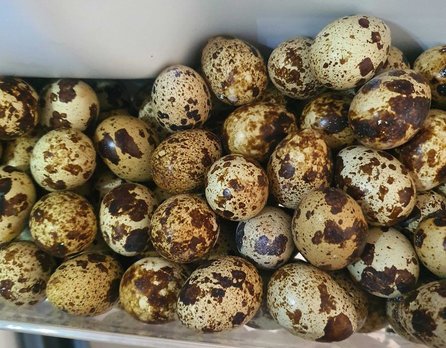 Ouă de prepelite,pentru consum