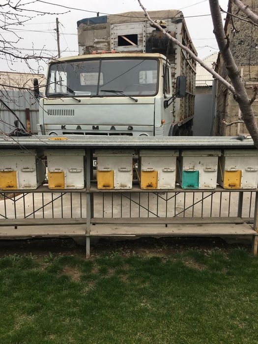 Пчелоприцеп с пчелами