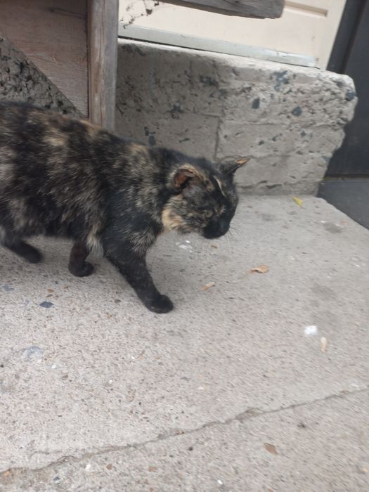 Кошка домашняя отдам бесплатно