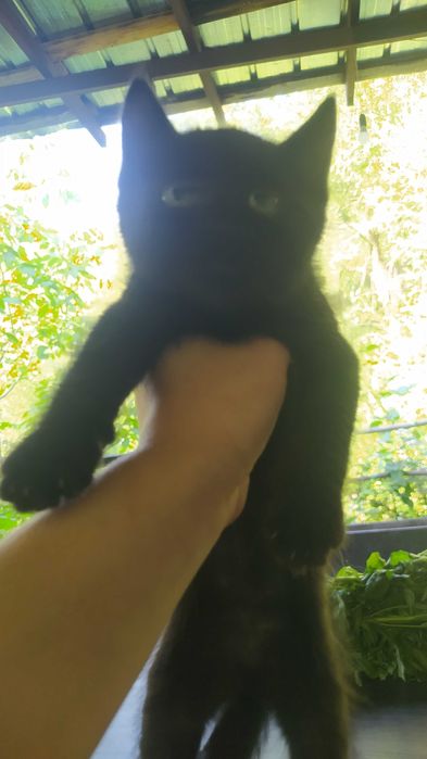 Котята-крысоловы