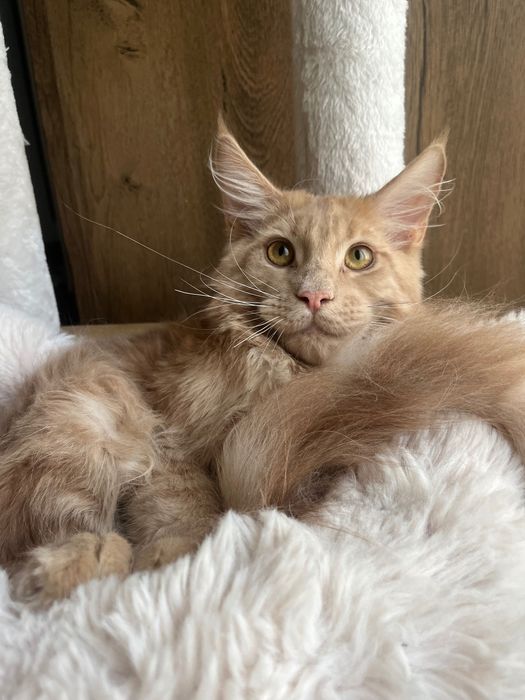 Baietel Maine Coon PEDIGREE Felisa