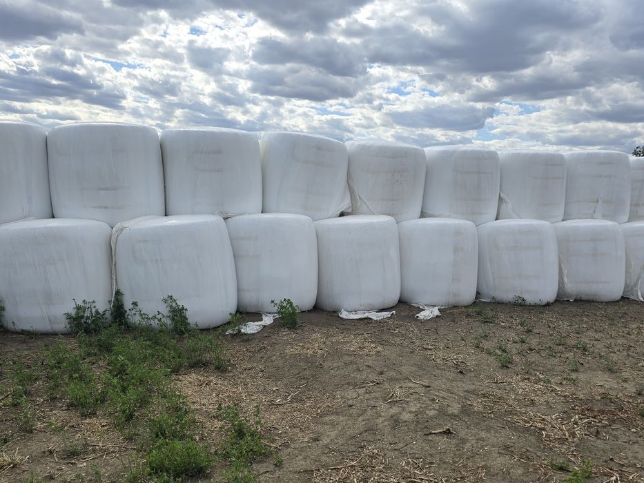 Baloti de porumb infoliati