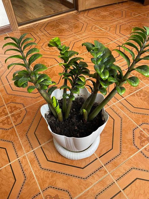 Долларовое дерево комнатное