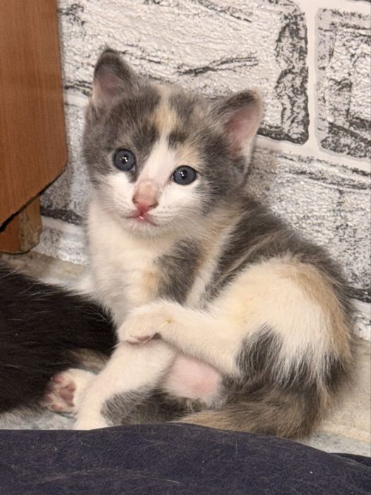 Шымкент, отдаю котят в добрые руки