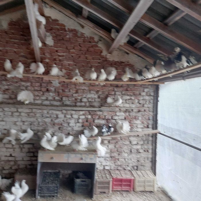 продавам гълъби финерлии - бели и пъстри