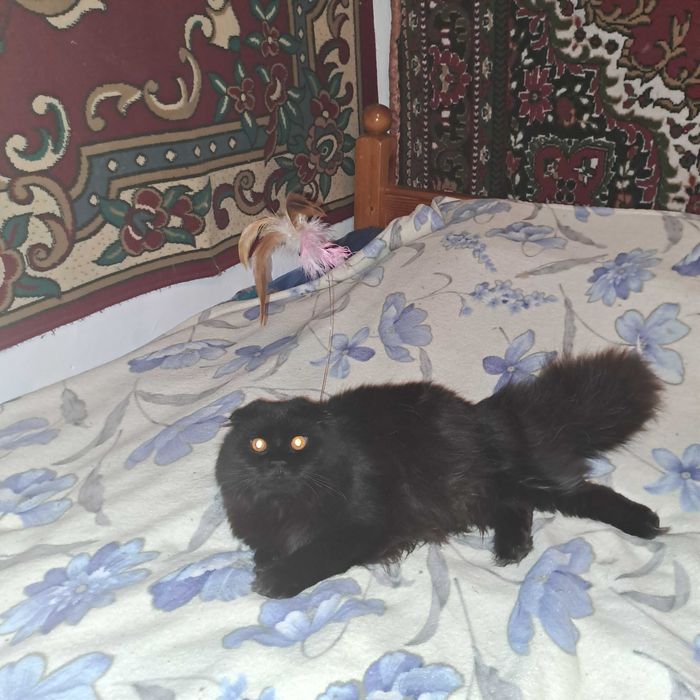 Вязка кот скотишфолд