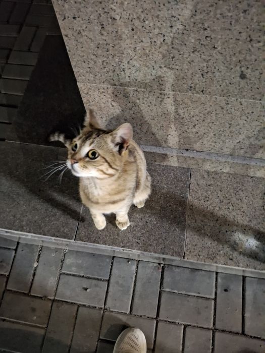 Пристраиваю котика