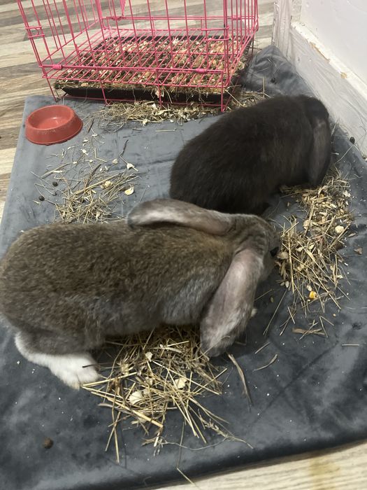 Декоротивные кролики