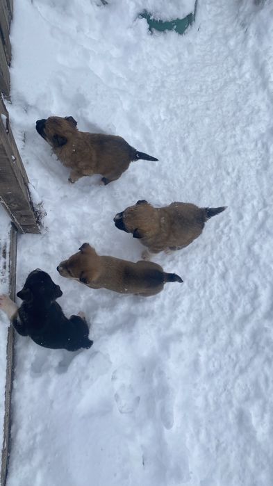 Продам щенят бесплатно