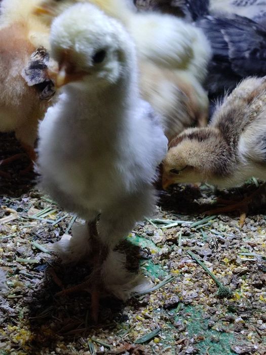 Хар хил зотли жужалар сотилади