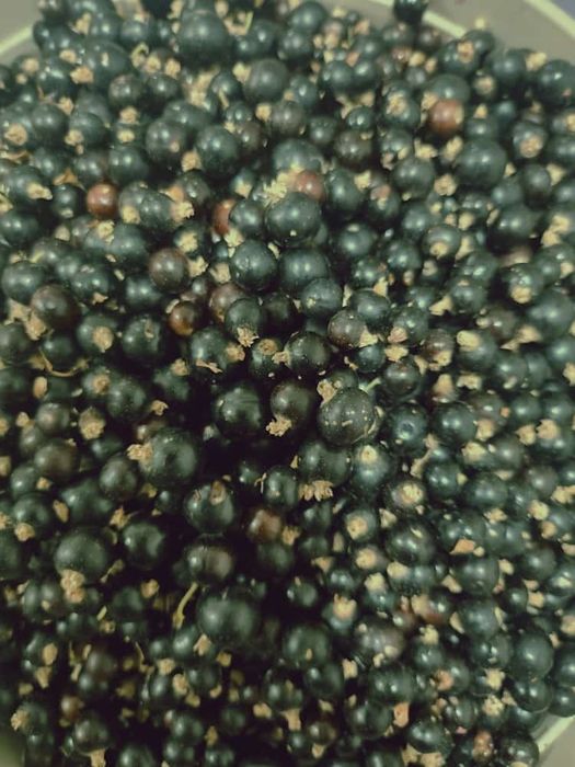 Продам дачу «Волна Телецентр» Не топит!