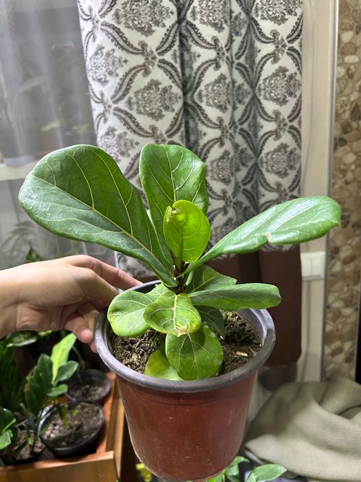 Комнатные  цветы от 2500