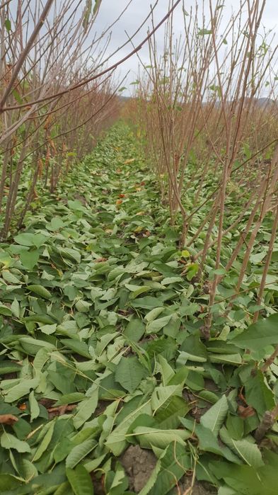 Vând diferite soiuri de pomi fructiferi