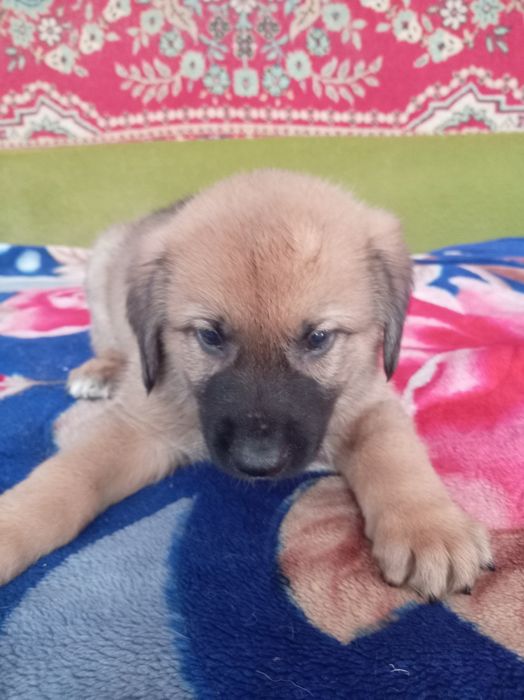 Отдодим в добрые руки