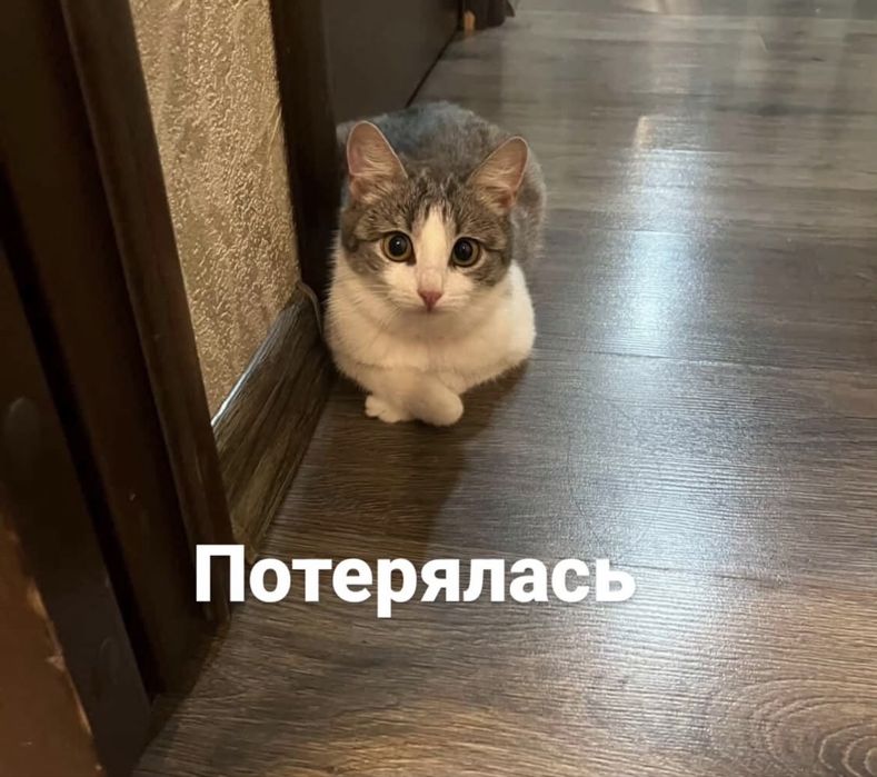 Потерялась кошка