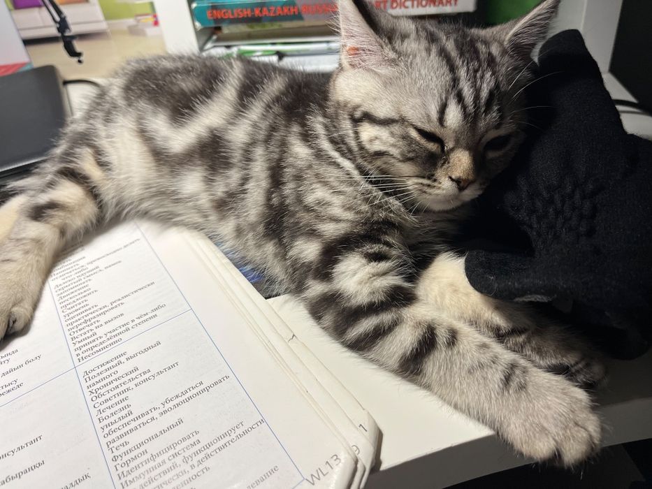 Британская кошка