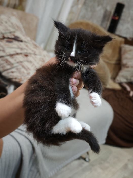 Котята бесплатно