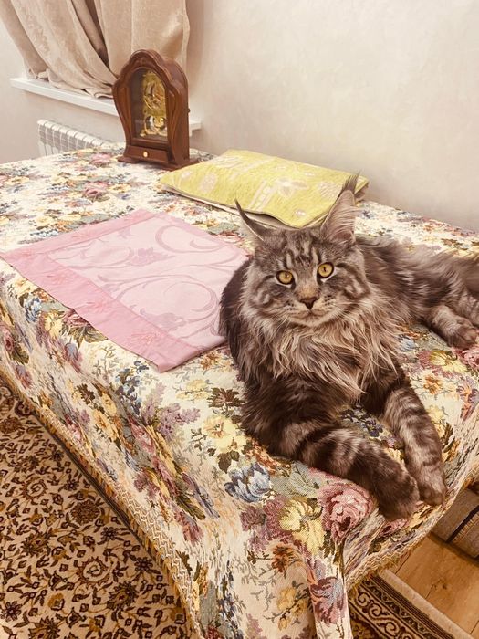 Чистокровный Мейнкун