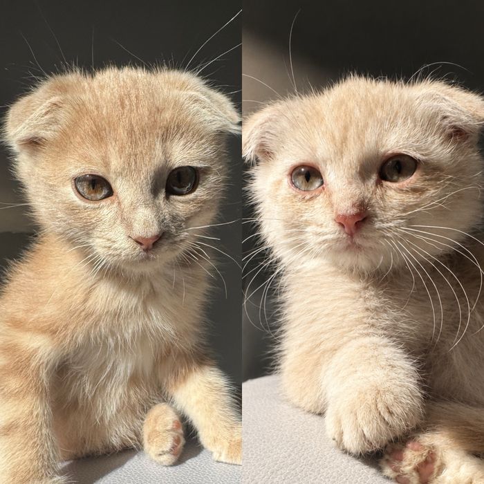 Продажа милых котят