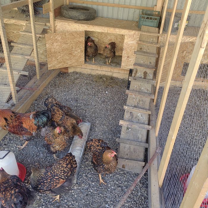 Ouă pentru incubat Wyandotte Auriu GSG  rasă deosebită!