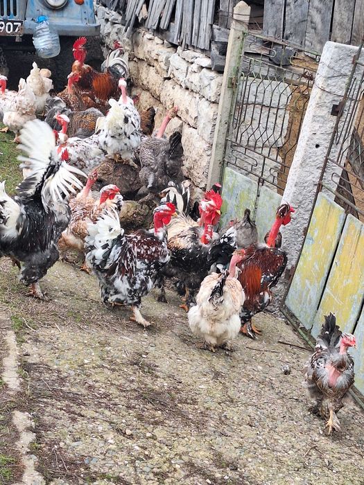 Продавам яйца от кокошки голошийки