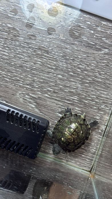 Продам черепаху вместе с аквариумом.