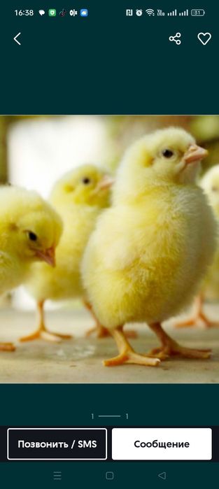 Продам Бройлеров цеплят