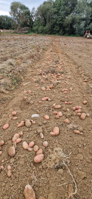 Vând Cartofi consum