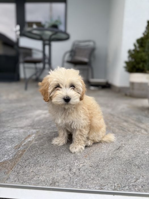 Maltipoo – femelă, 2 luni și jumătate
