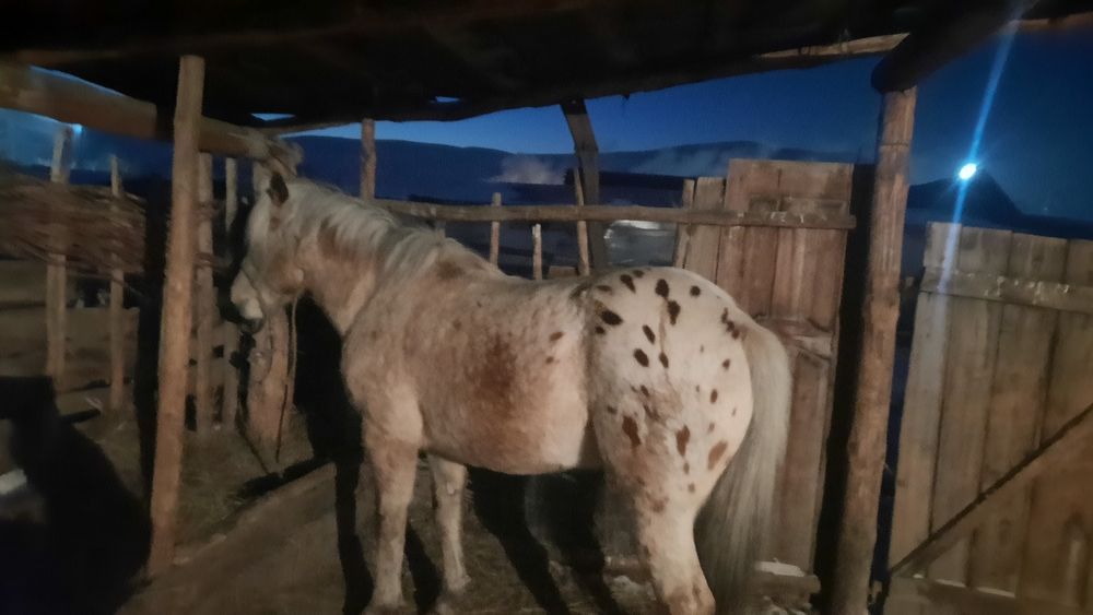 Жеребец минги жуас