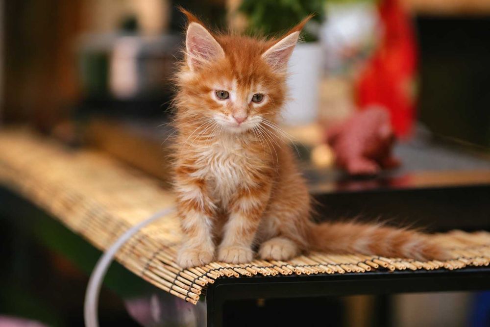 Viking – motănel Maine Coon roșcat, cu pedigree | LYNX RUNE CODE
