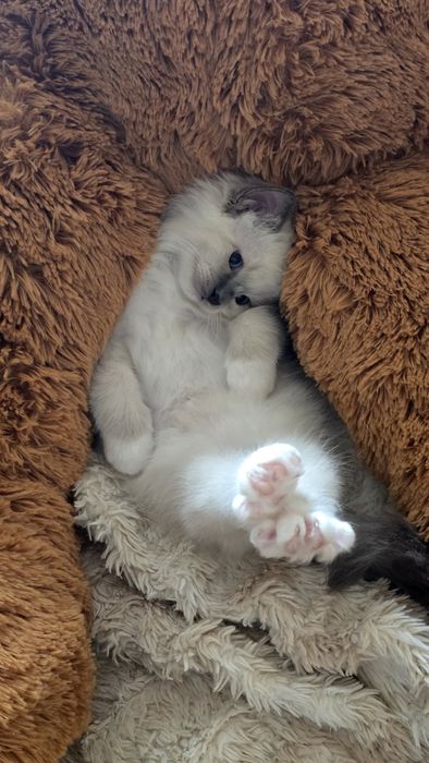 Бирманска котка/Sacred Birman
