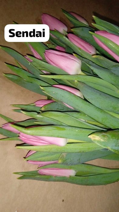 Тюльпаны Голландские свежие