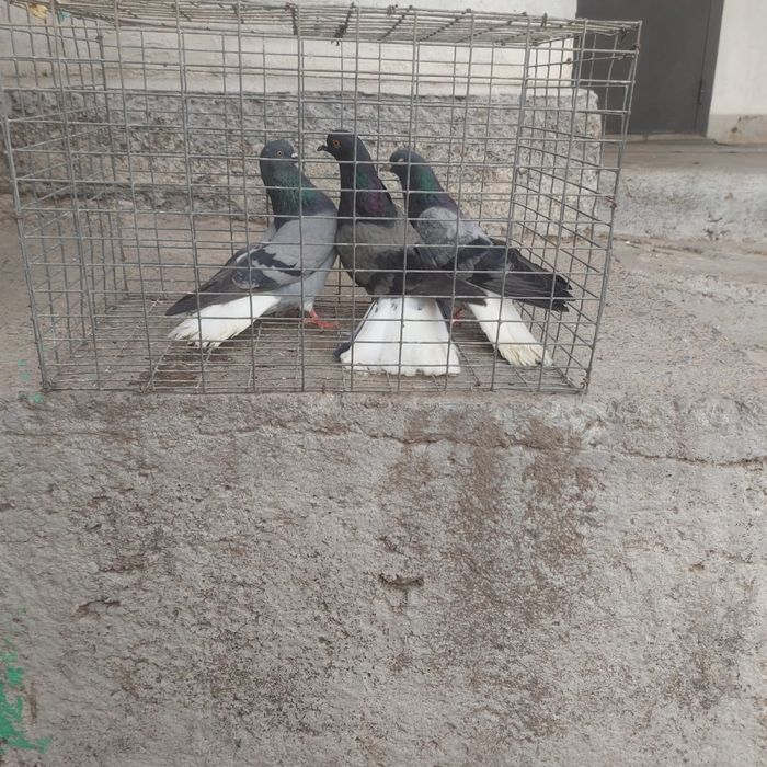 Сизи белохосты бобочки