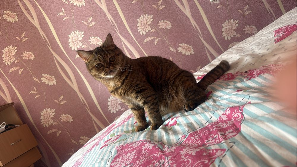 Нужен кот для вязки