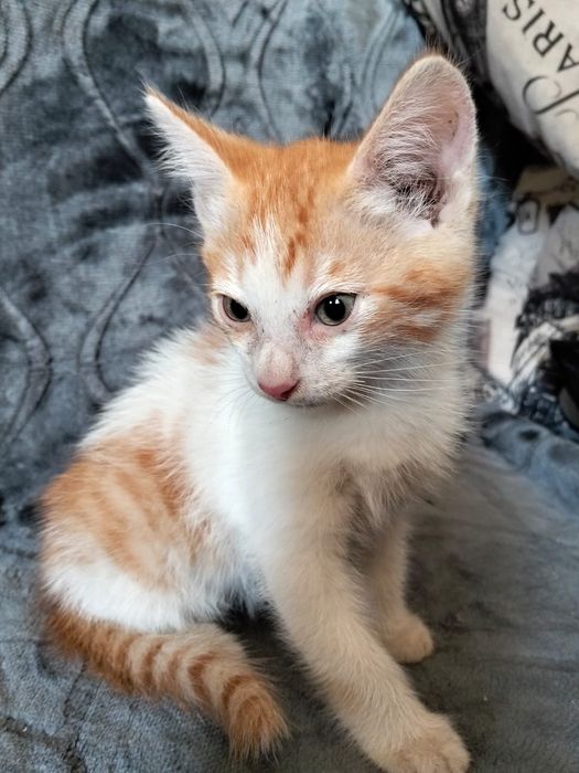 Отдадим котят в хорошие руки