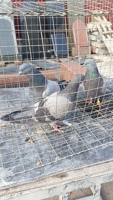 Голуби сизые бакинцы