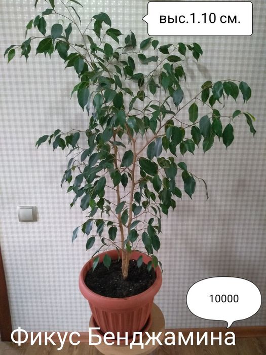 Цветы для дома и офиса