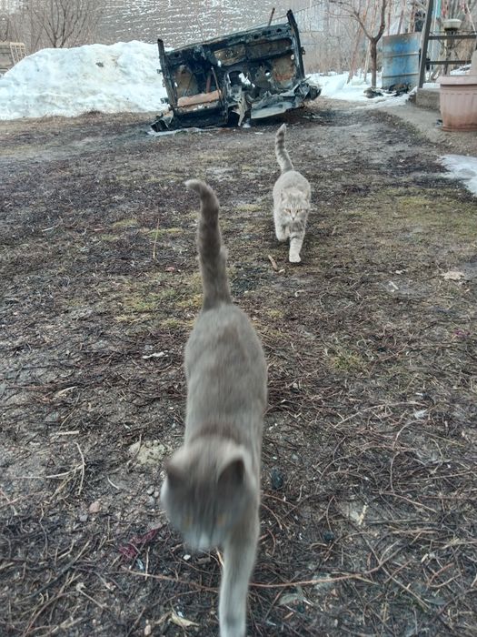 Отдам в добрые руки! Бесплатно!