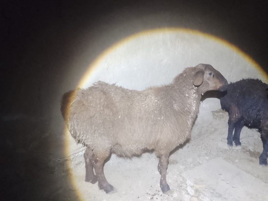 Қой семыз бордақы