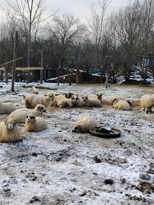 Oi Turcane cu mieluti