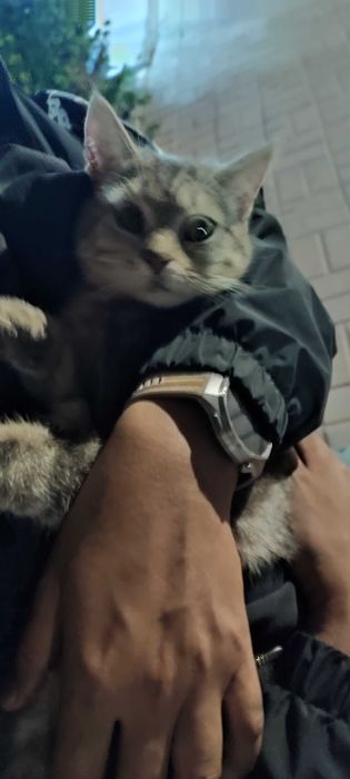 Кот в добрые руки