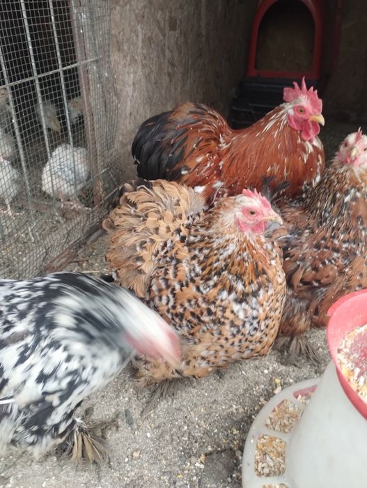 Ouă de incubat conchin pitic