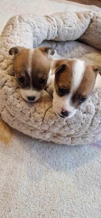 Мини Джак Ръсели